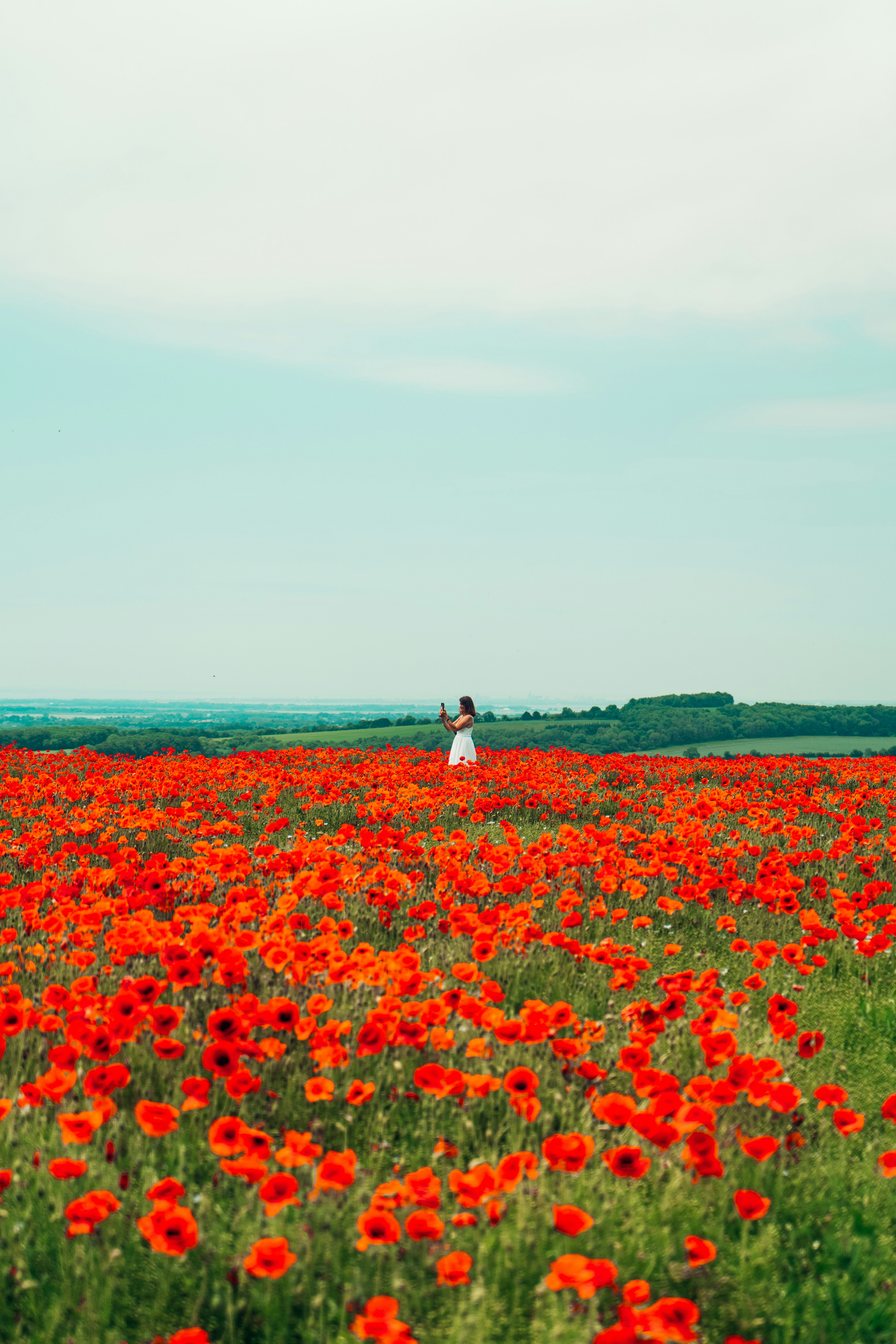 woman in white dress walking on red flower field during daytime